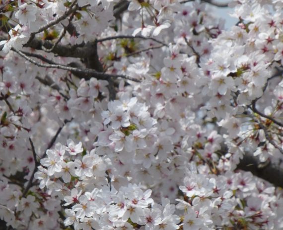 桜の開花情報です＜桜、満開2018.4.02＞ イメージ