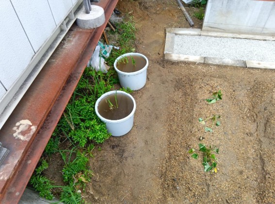 会社の裏庭で野菜育ててるのバレたので、もうブログに書きます。～前編 イメージ